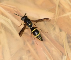 Parancistrocerus pensylvanicus