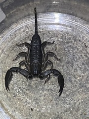 Hadogenes granulatus