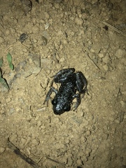 Eleutherodactylus leprus