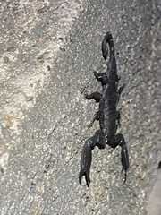 Hadogenes granulatus