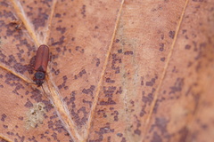 Pediacus