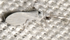 Semidalis