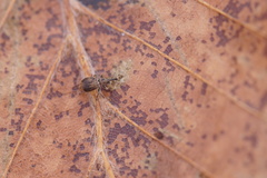 Trichopterapion holosericeum