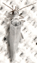 Semidalis