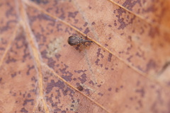 Trichopterapion holosericeum