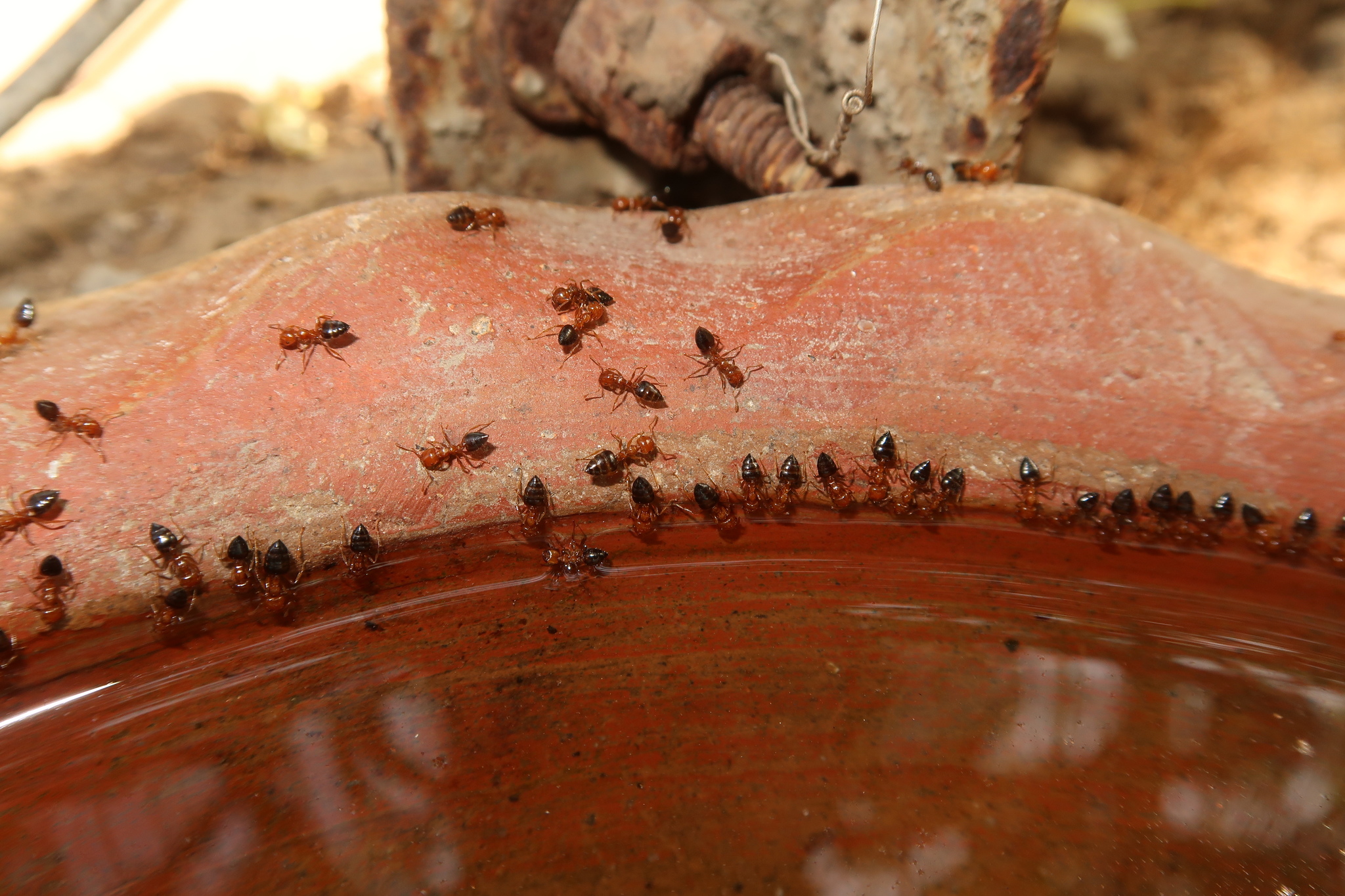 Crematogaster contemta