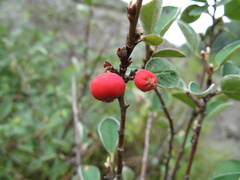 Cotoneaster integerrimus