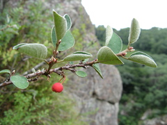 Cotoneaster integerrimus
