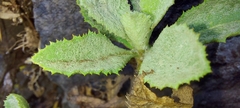Blumea oxyodonta