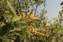 Salix tetrasperma