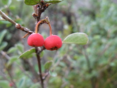 Cotoneaster integerrimus