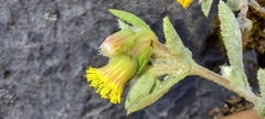 Blumea oxyodonta