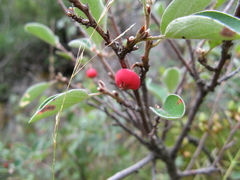 Cotoneaster integerrimus