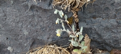 Blumea oxyodonta