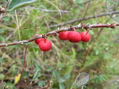 Cotoneaster integerrimus