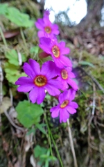Primula listeri