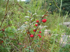 Cotoneaster integerrimus