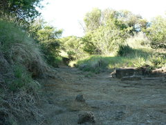 Searsia pyroides pyroides