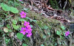 Primula listeri