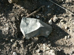 Homo heidelbergensis