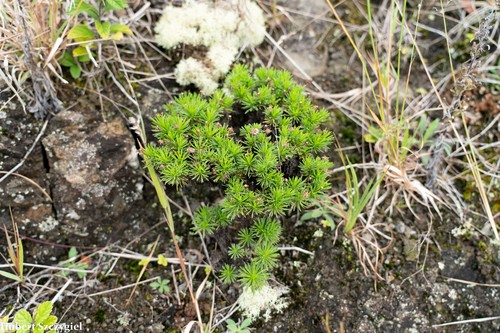 Tetramolopium filiforme observed 2021-12-04