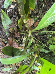 Columnea consanguinea
