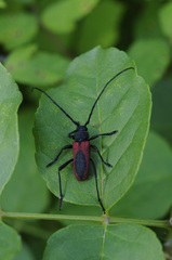 Purpuricenus kaehleri