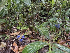 Palicourea cyanococca