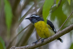 Coereba flaveola sanctithomae