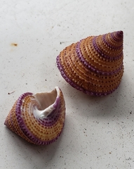 Calliostoma annulatum