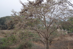 Dalbergia lanceolaria