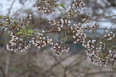 Dalbergia lanceolaria