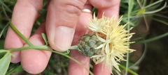 Centaurea collina