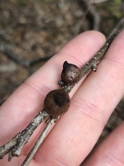 Disholcaspis pattersoni