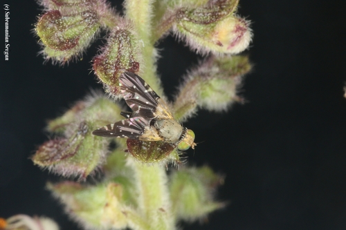 Dicheniotes katonae