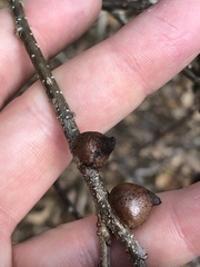 Disholcaspis pattersoni