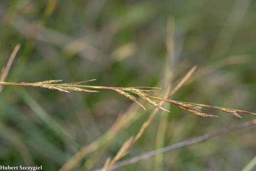 Carex meyenii