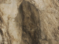 Mormoops megalophylla