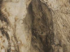 Mormoops megalophylla