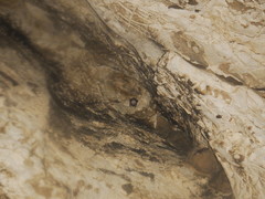 Mormoops megalophylla