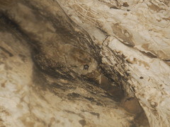 Mormoops megalophylla