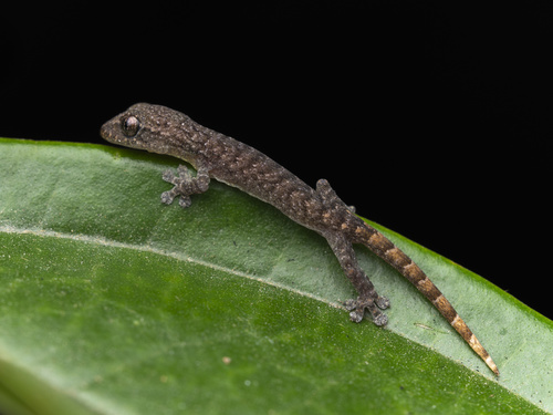 Hong Kong Slender Gecko, Hemiphyllodactylus hongkongensis