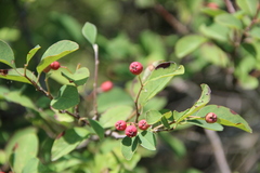 Cotoneaster meyeri