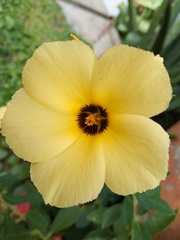 Turnera subulata
