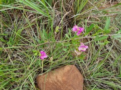 Sphenostylis angustifolia