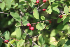 Cotoneaster meyeri