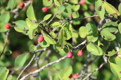 Cotoneaster meyeri