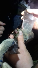 Myotis dasycneme