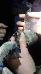 Myotis dasycneme