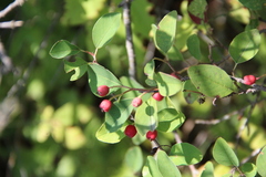 Cotoneaster meyeri